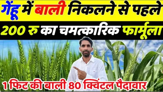 गेहूँ की पैदावार